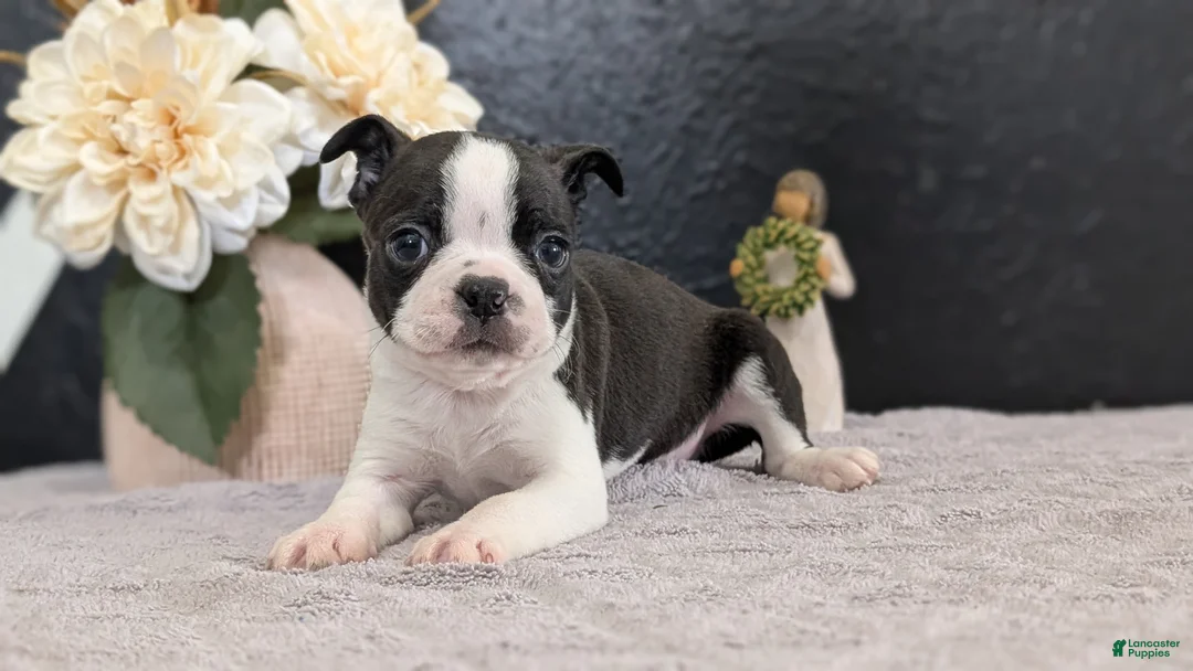 Boston Terrier dogs for sale: Mason - Ad 2