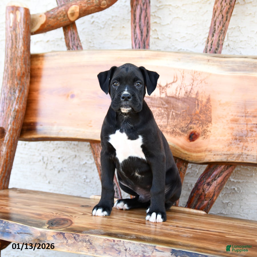 Boxer dogs Washington  - Ad 38