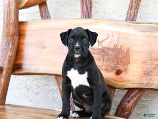 Boxer dogs Washington - Ad 38