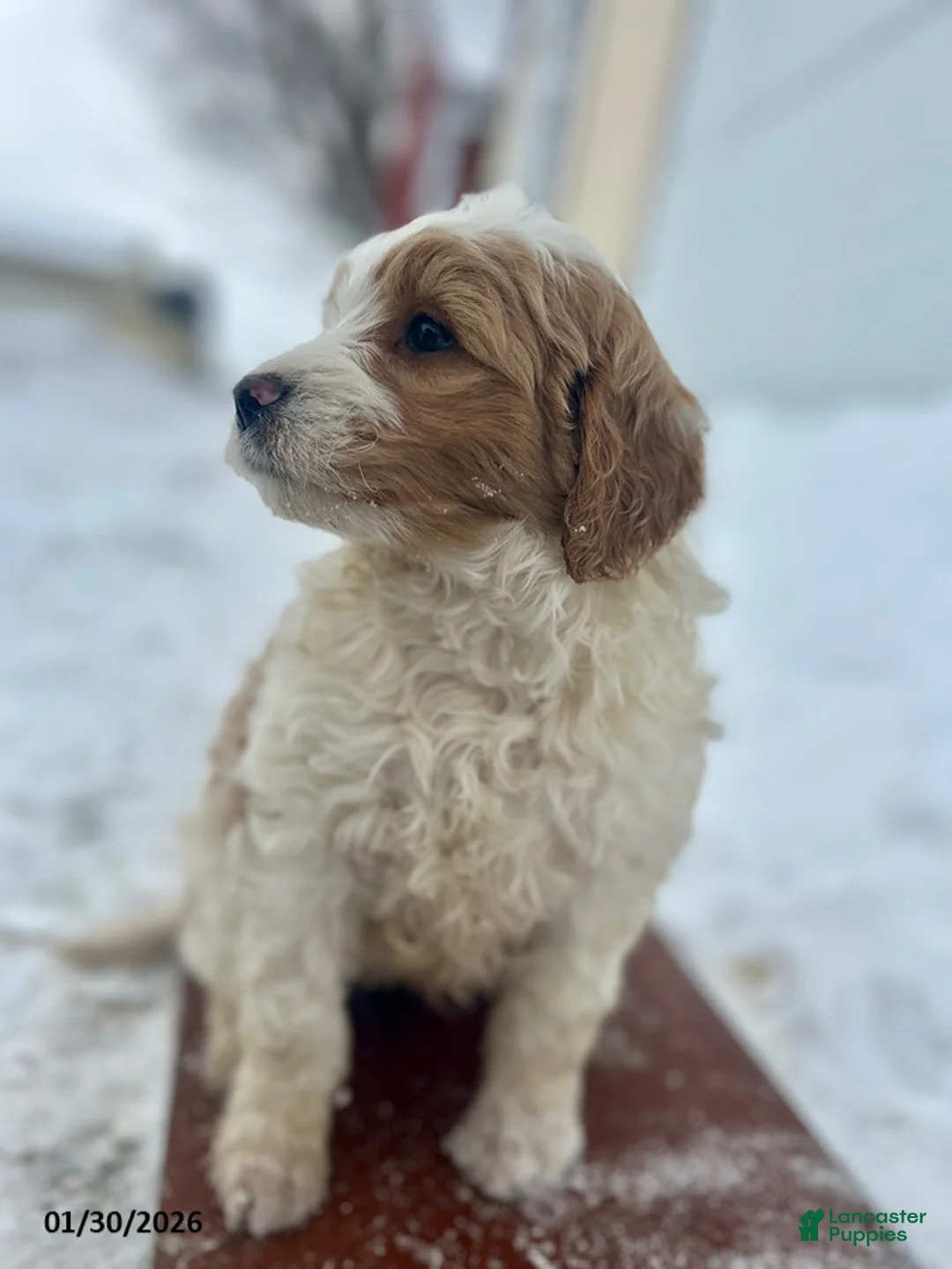 Mini Goldendoodle dogs for sale: Rocket - Ad 2