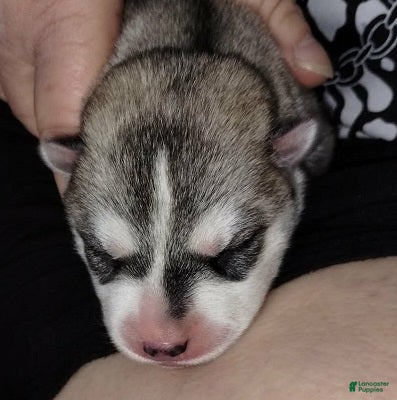 Siberian Husky dogs 2 Galadriel - Ad 1