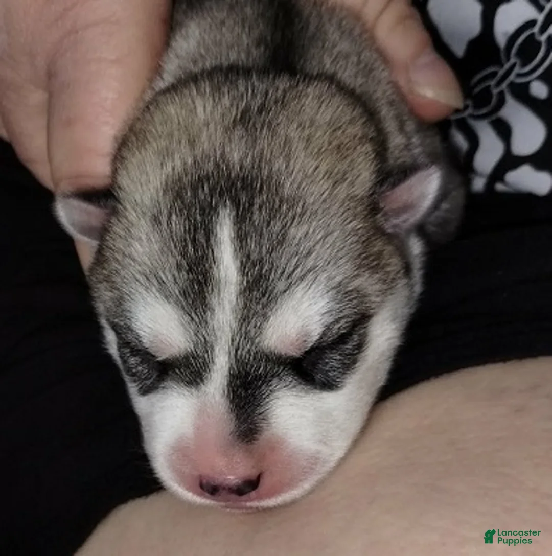 Siberian Husky dogs for sale: 2 Galadriel - Ad 1