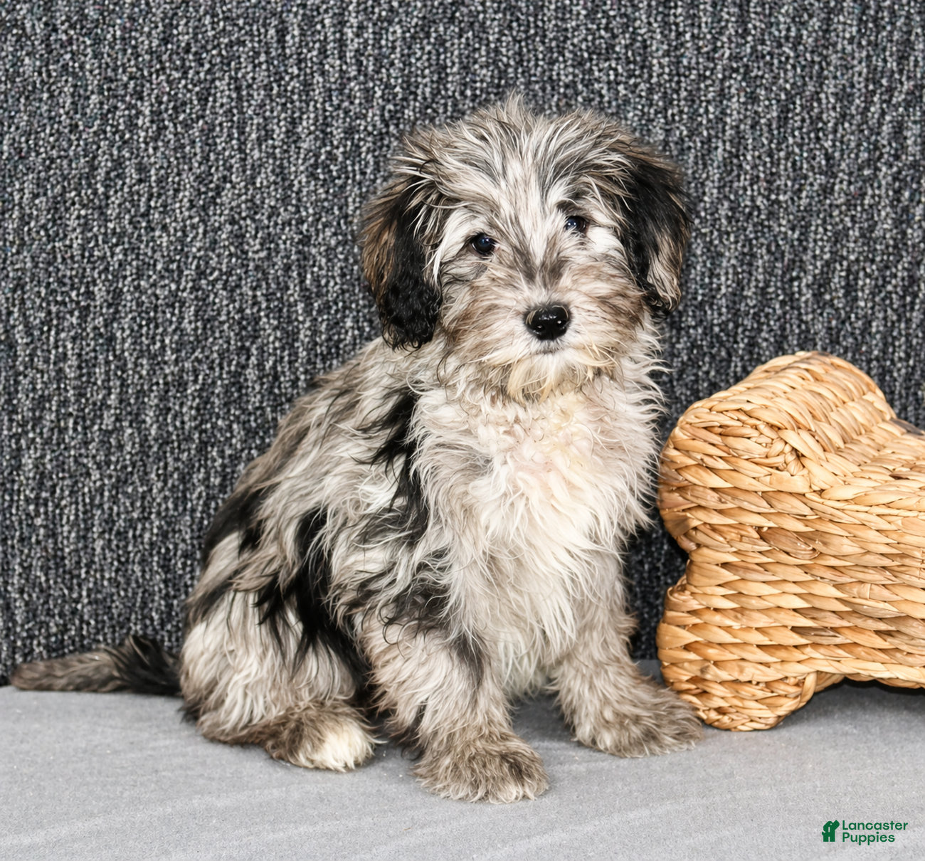 Mixed Breed dogs Spencer - Ad 1