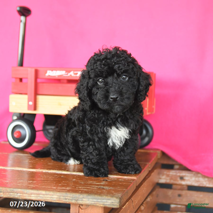 Toy Poodle dogs for sale: Jasmine - Ad 2