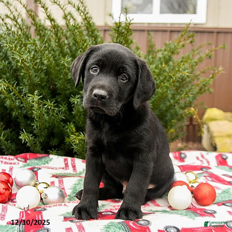 Labrador Retriever dogs Midnight - Ad 42