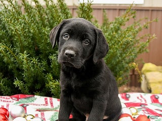 Labrador Retriever dogs for sale: Midnight - Ad 1
