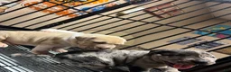 American Bully dogs for sale: American Bully Puppy 4 - Ad 12