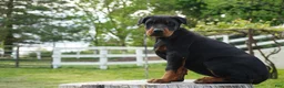 Doberman Pinscher dogs for sale: Macho - Ad 9