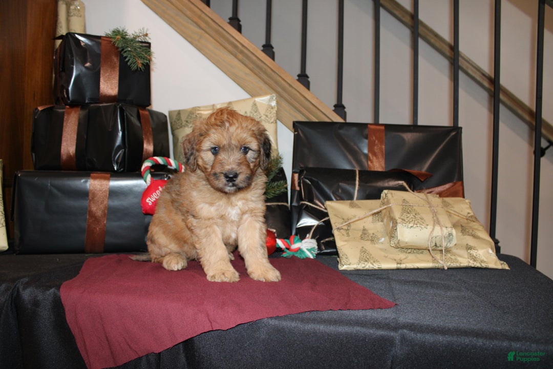 Whoodle dogs for sale: Levi - Ad 6