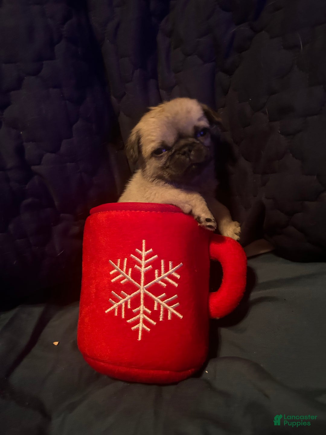 Pug dogs for sale: Ranger  - Ad 2