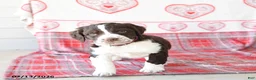 English Springer Spaniel dogs for sale: Dunkin - Ad 2