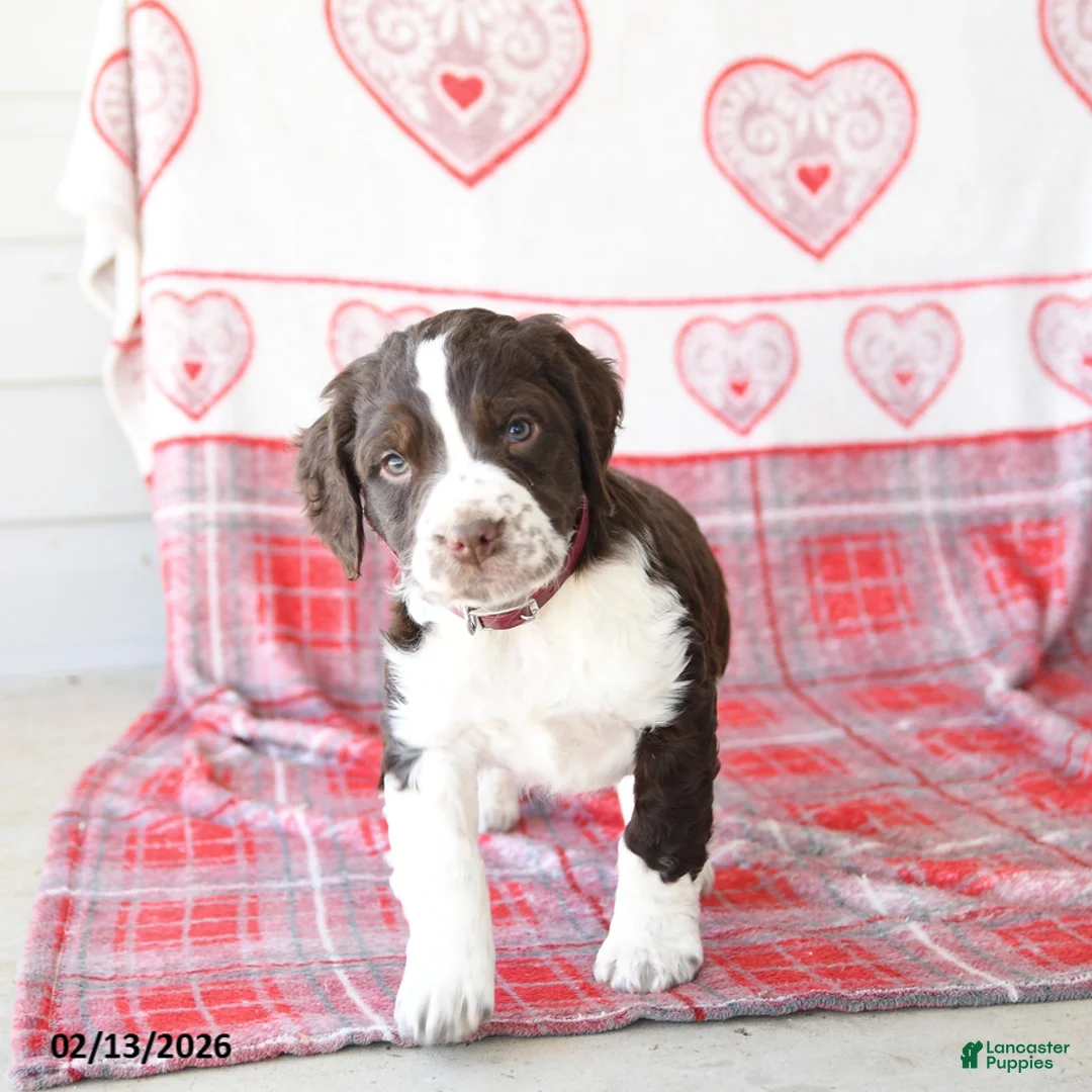 English Springer Spaniel dogs for sale: Dunkin - Ad 2