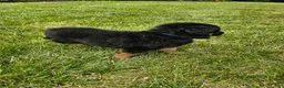 German Shepherd dogs for sale: Shep - Ad 7