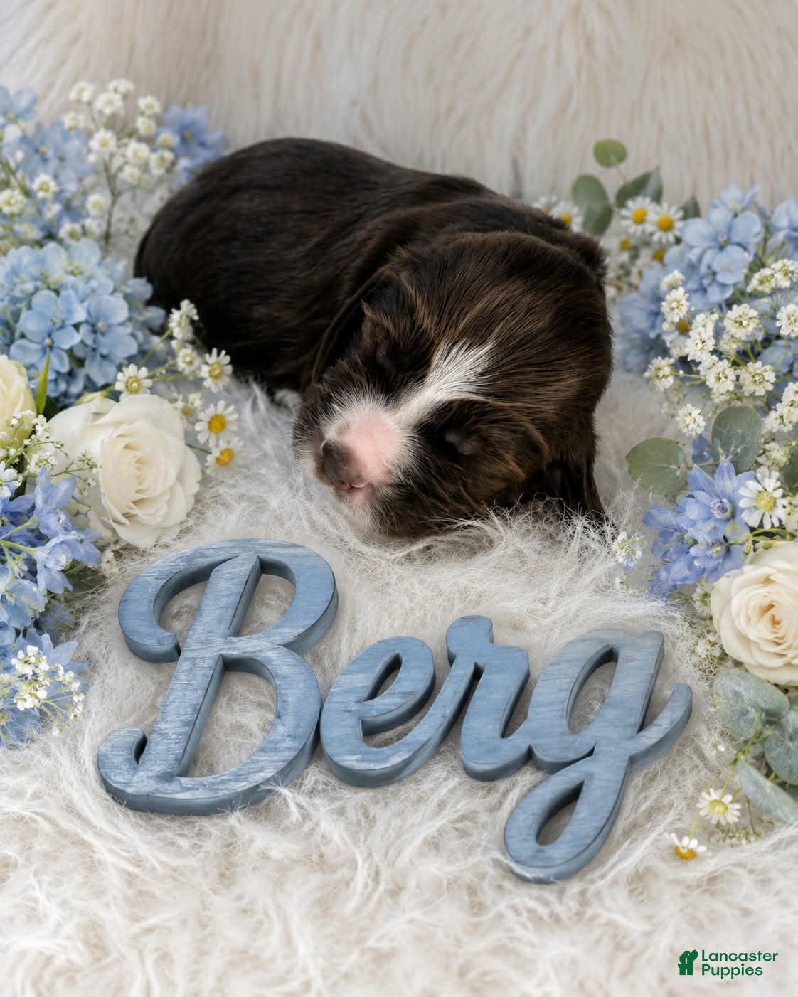 English Springer Spaniel dogs Berg - Ad 28