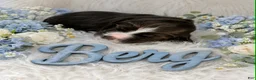 English Springer Spaniel dogs for sale: Berg - Ad 1
