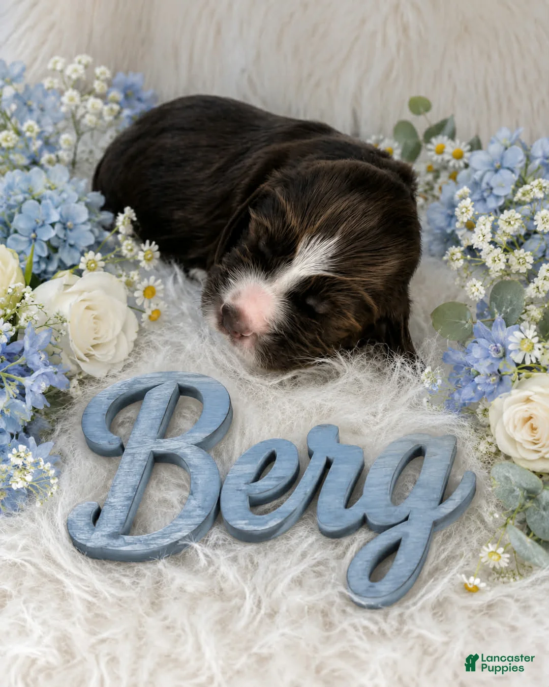 English Springer Spaniel dogs for sale: Berg - Ad 1
