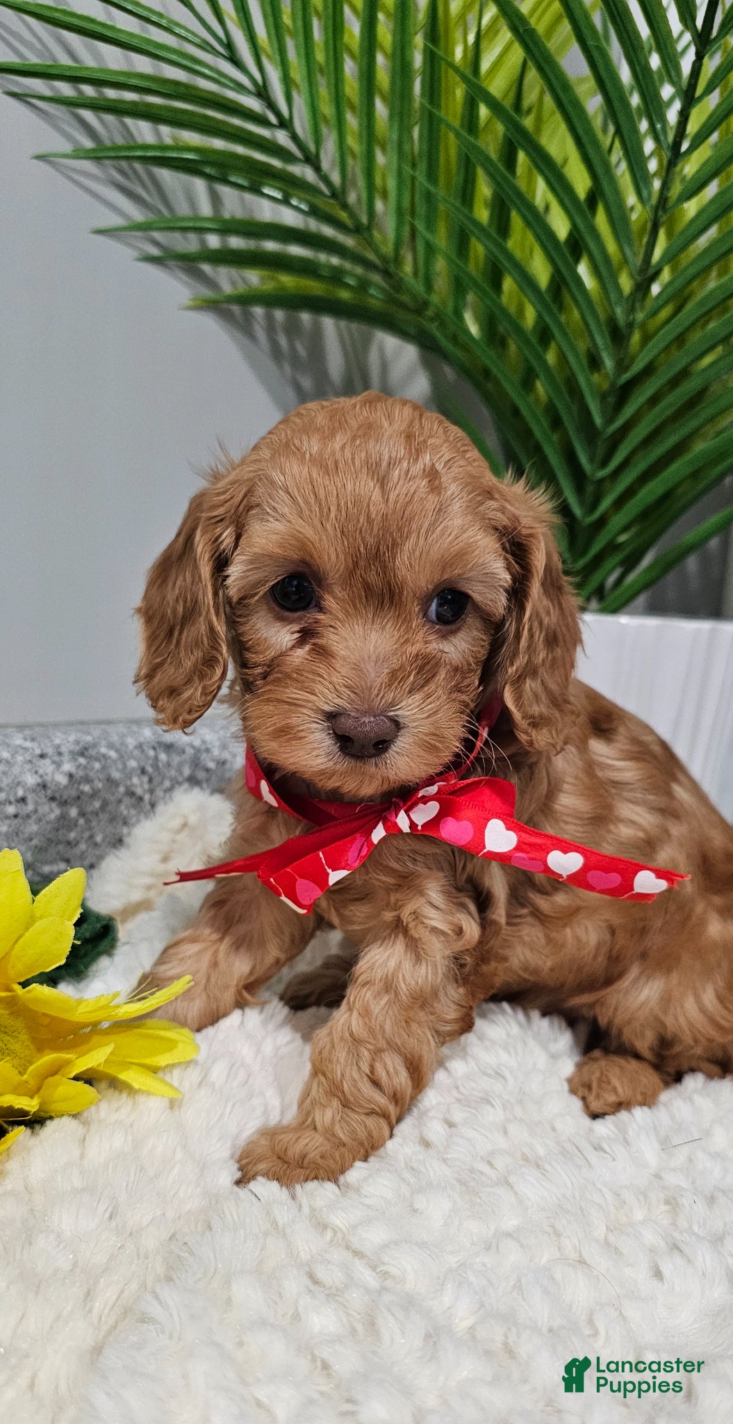 Cavapoo dogs "Tiny Tater" - Ad 2