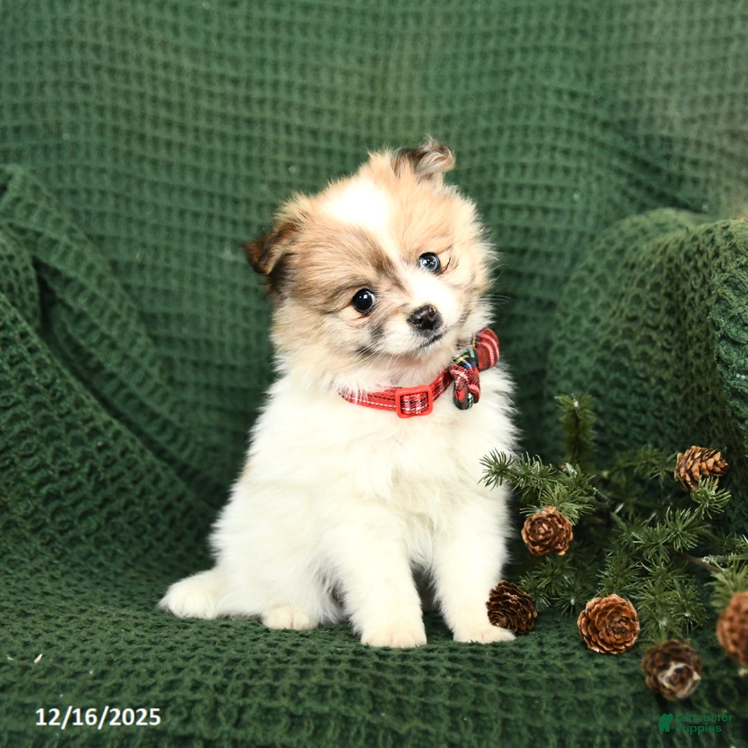 Pomeranian dogs for sale: Dolly - Ad 2