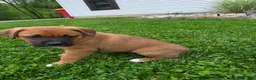Mixed Breed dogs for sale: Remi - Ad 6