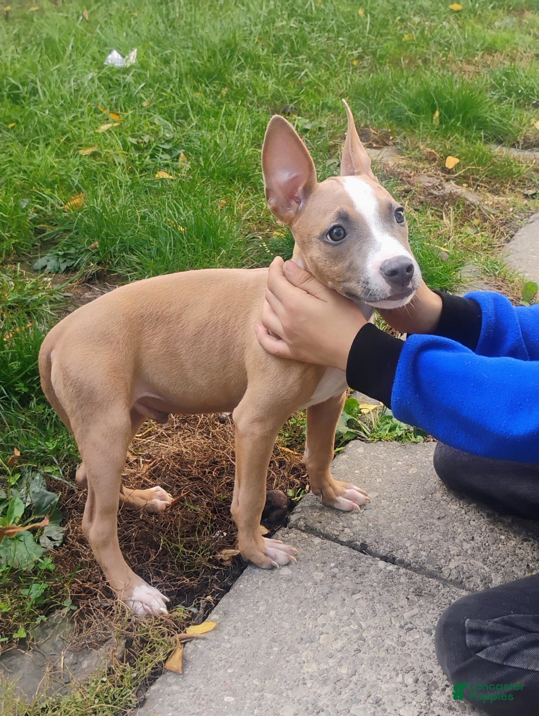 American Pit Bull Terrier dogs for sale: American Pitbull Terrior - Ad 1