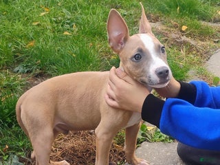 American Pit Bull Terrier dogs - Ad 9