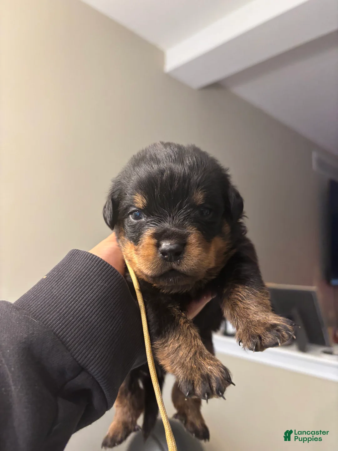 Rottweiler dogs for sale: White - Ad 1