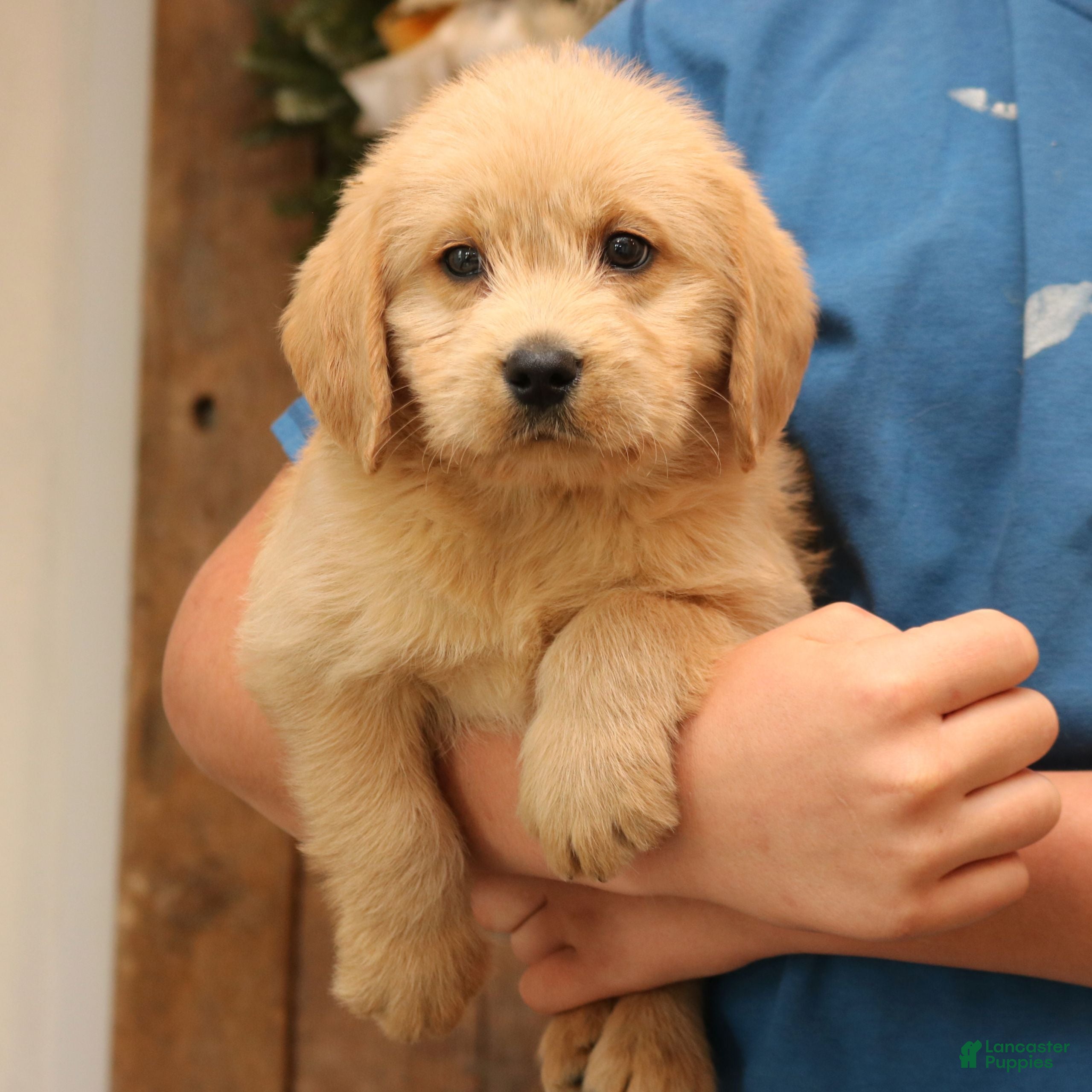 Mixed Breed dogs Axel  - Ad 2