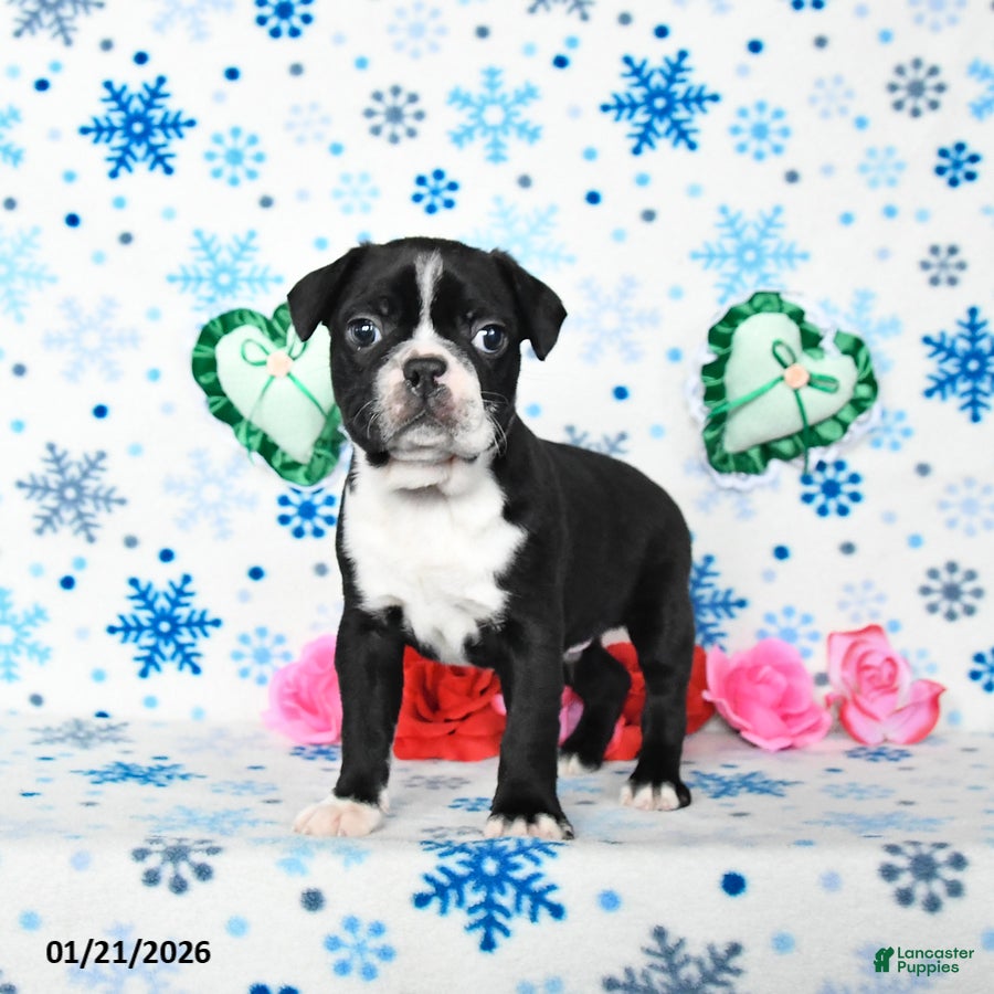 Boston Terrier dogs Champ  - Ad 2