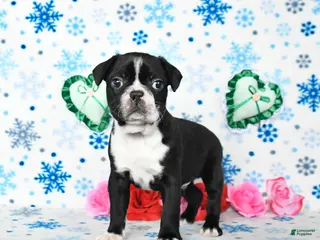 Boston Terrier dogs Champ - Ad 37