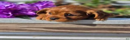 Cavalier King Charles Spaniel dogs for sale: Cavalier King Charles Spaniel 2 - Ad 19