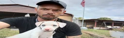 American Pit Bull Terrier dogs for sale: Cowboy - Ad 17