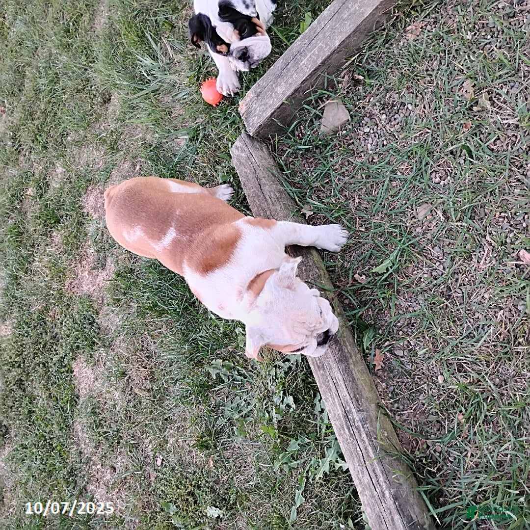 English Bulldog dogs for sale: Renita - Ad 12