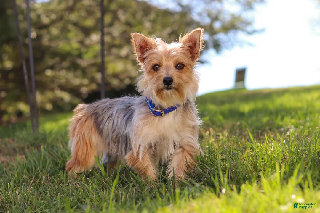 Morkie dogs for sale: Eddy - Ad 12