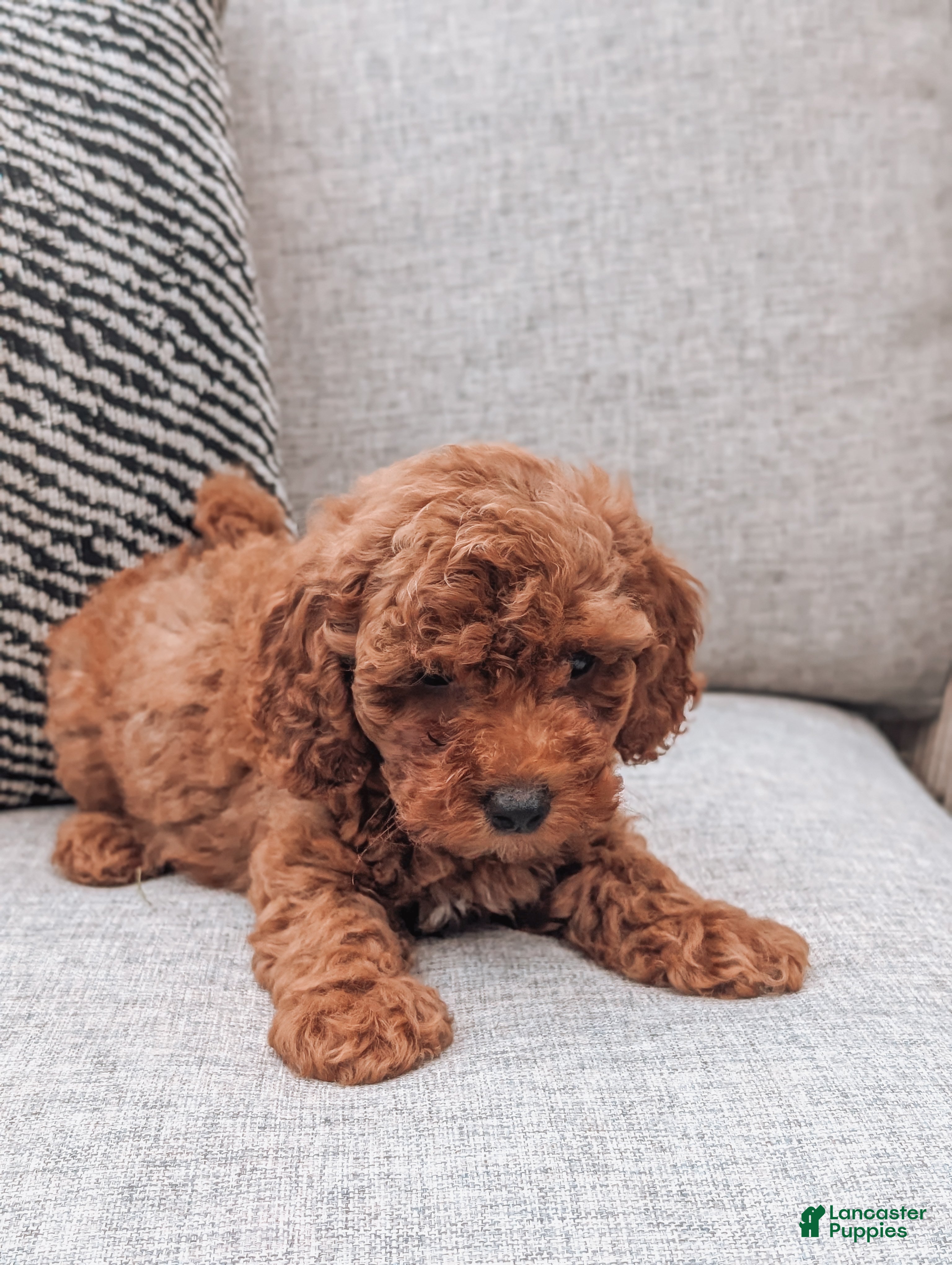 Miniature Poodle dogs Bella - Ad 2