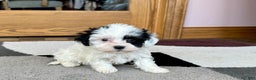 Havanese dogs for sale: Leona - Ad 3
