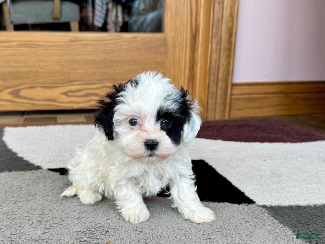 Havanese dogs for sale: Leona - Ad 3