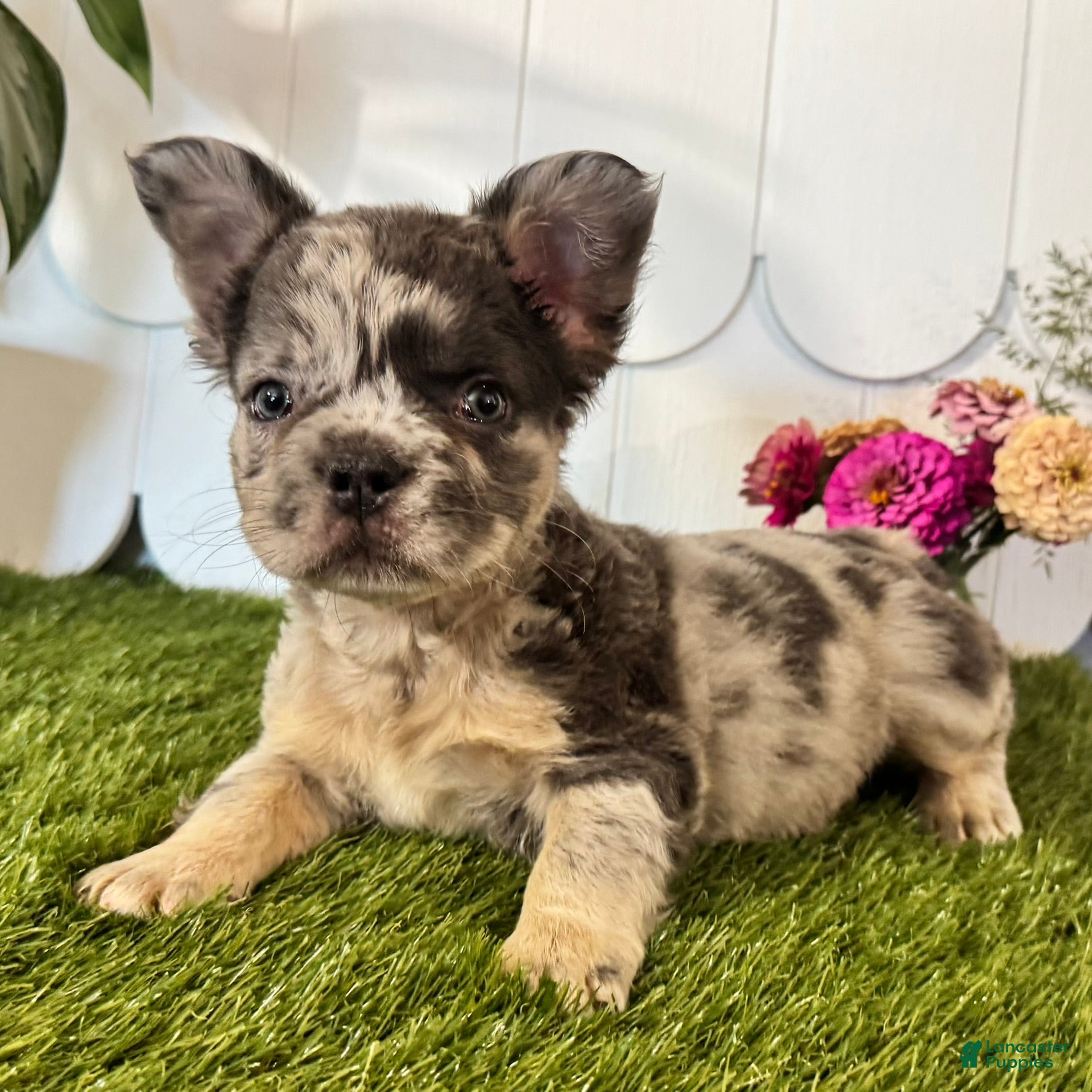 French Bulldog dogs Gabriel  - Ad 1