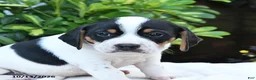 Mixed Breed dogs for sale: Baxter - Ad 3