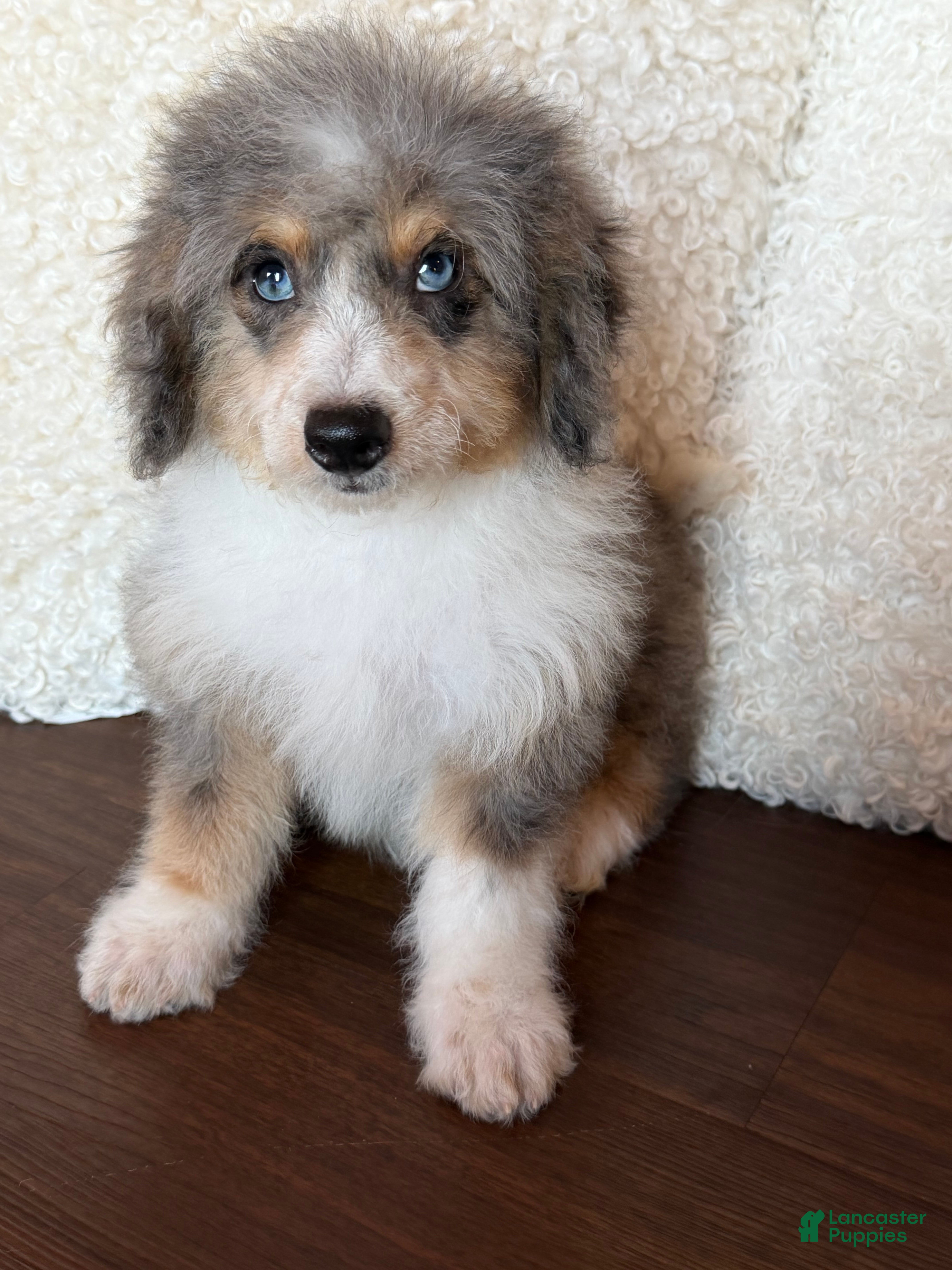 Doodle / designer cross (Doodle / designer cross, Female) in Cookeville, TN