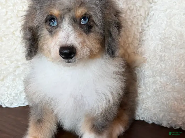 Mini Bernedoodle dogs for sale: Toffee-Mini Bernedoodle - Ad 29