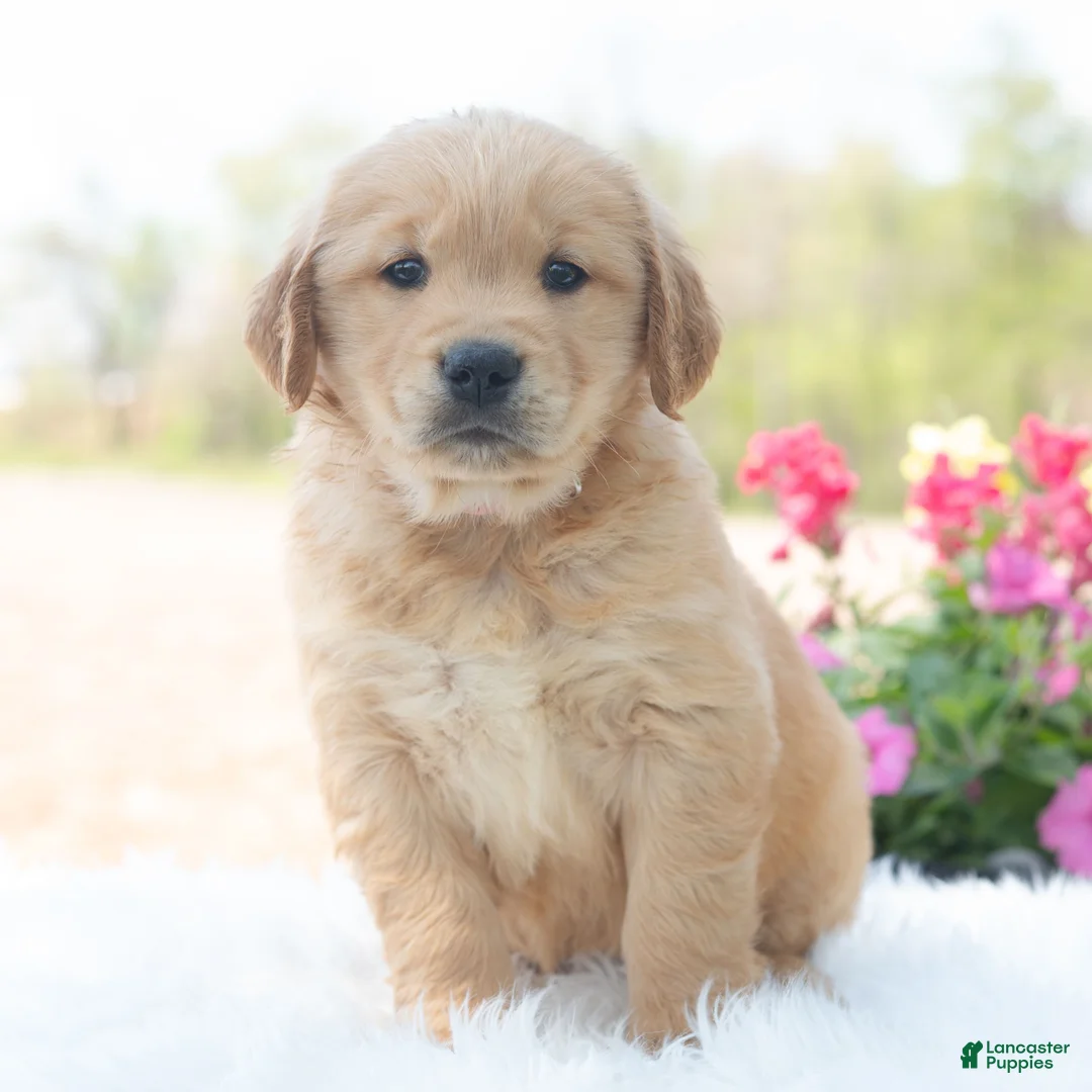 Golden Retriever dogs for sale: Murphy  - Ad 2