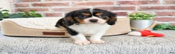 Cavalier King Charles Spaniel dogs for sale: Keeter - Ad 7
