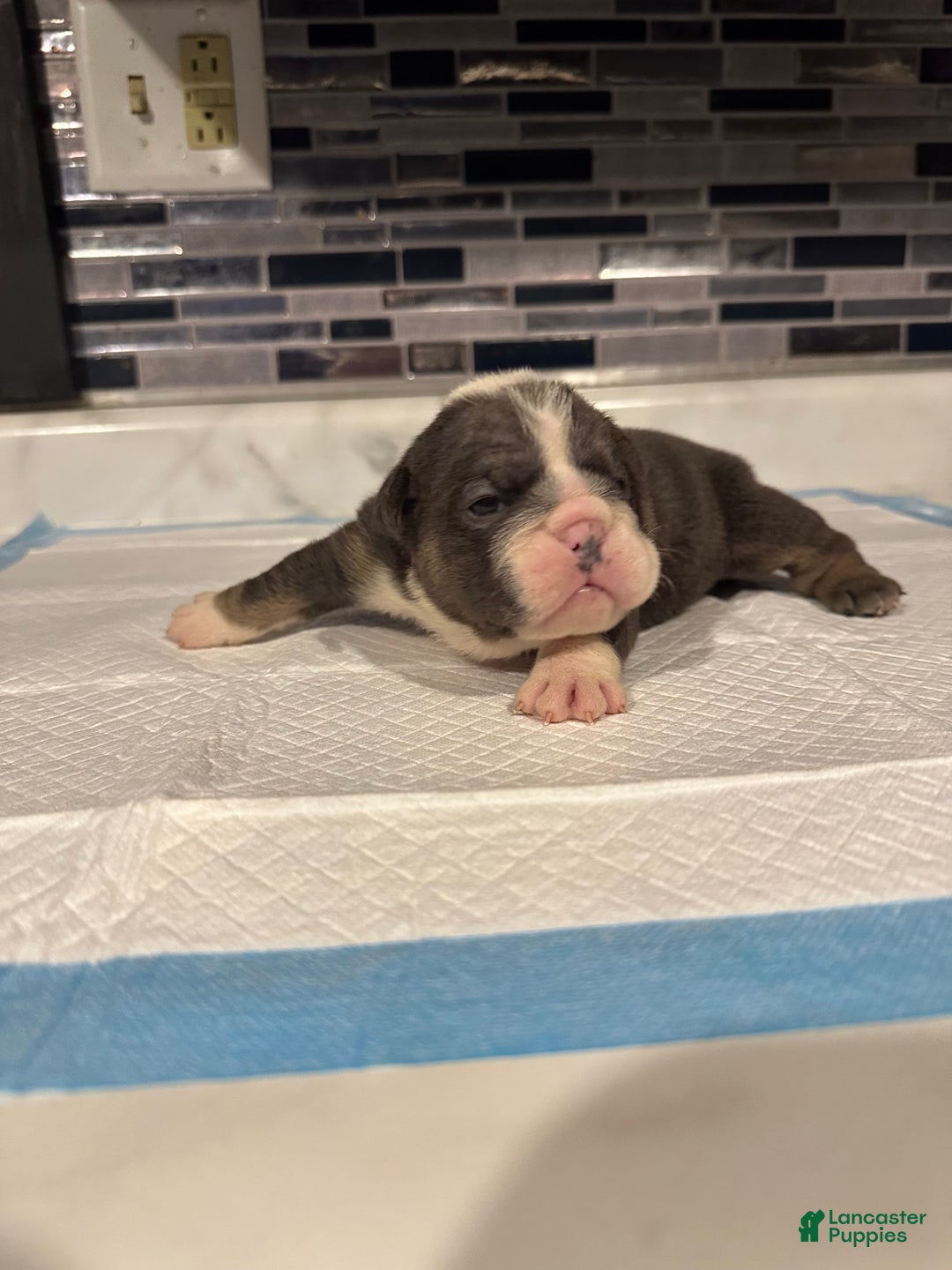 English Bulldog dogs for sale: Blue Female - Ad 3