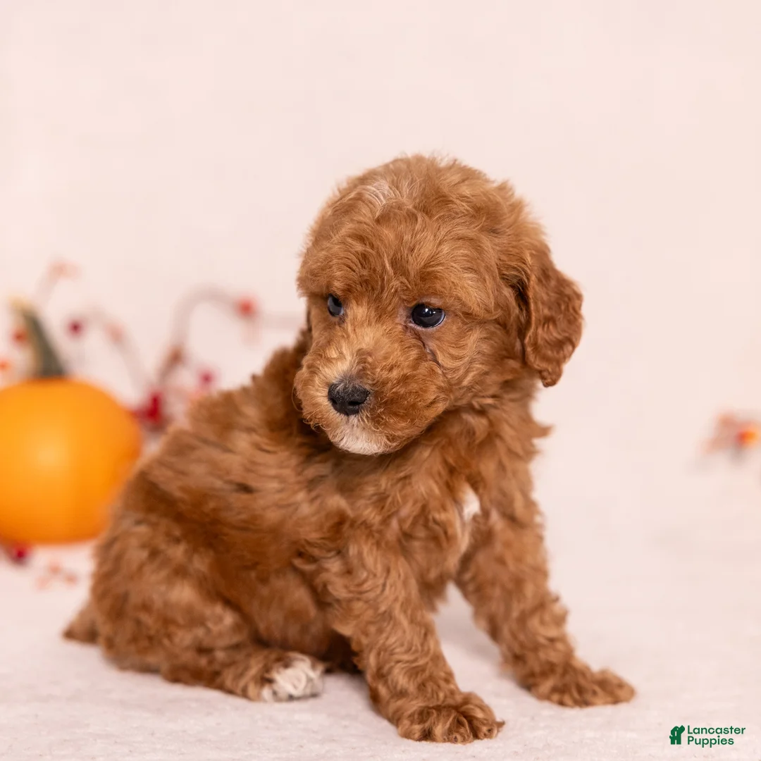 Miniature Poodle dogs for sale: O'Riley - Ad 2