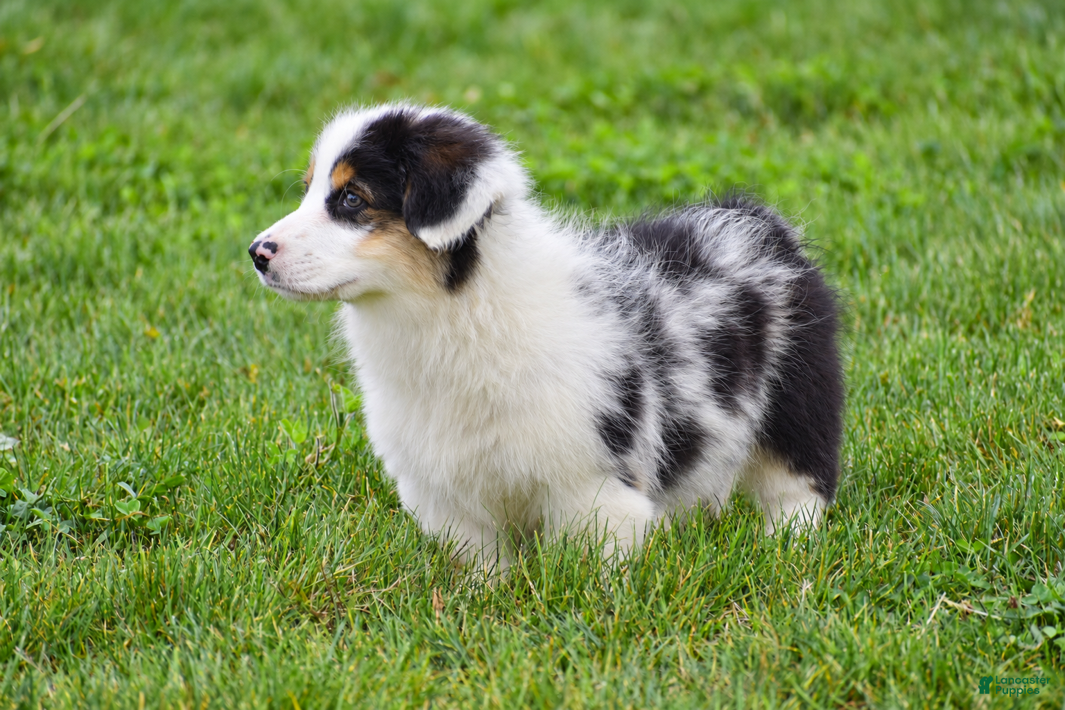 Welsh Corgi Pembroke dogs Jacob - Ad 2