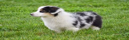 Welsh Corgi Pembroke dogs for sale: Jacob - Ad 2