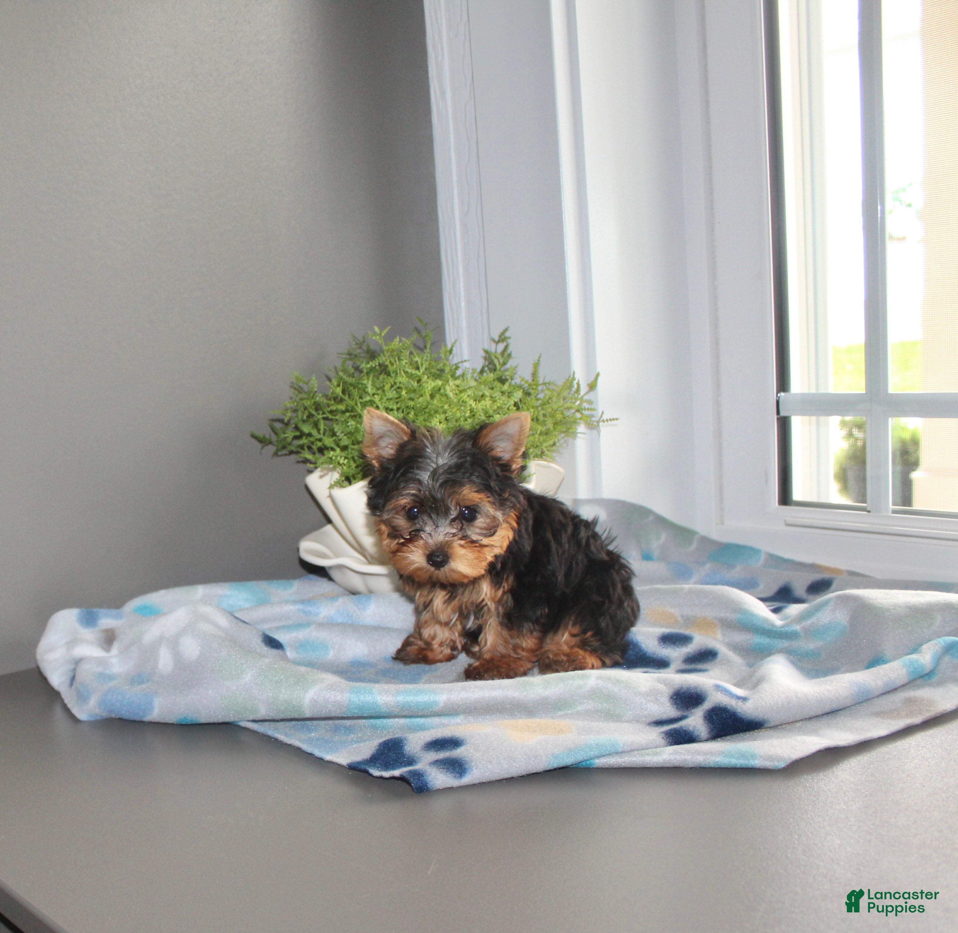 Yorkshire Terrier dogs Lily - Ad 2