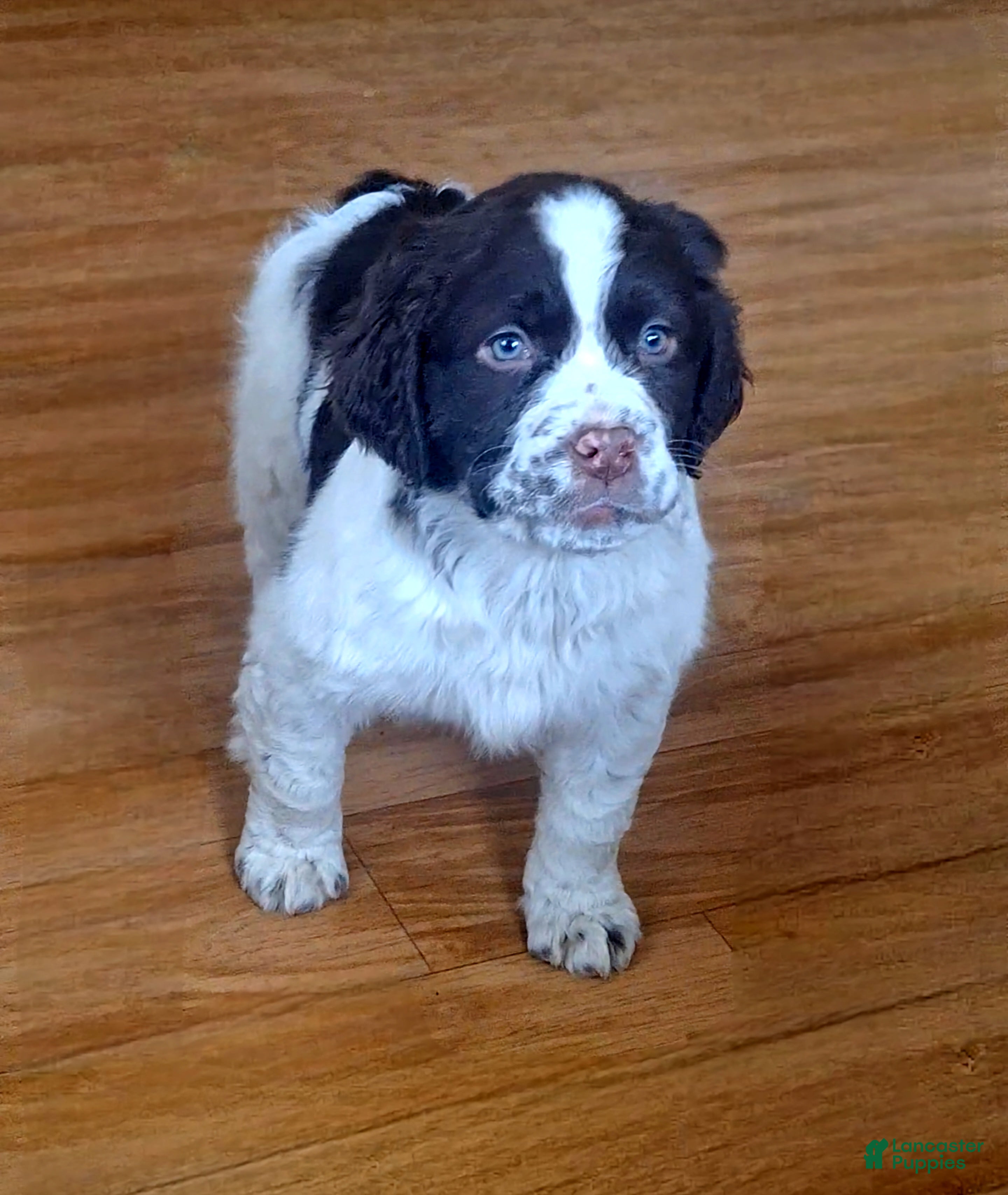 English Springer Spaniel dogs Benji - Ad 15