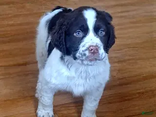 English Springer Spaniel dogs Benji - Ad 15