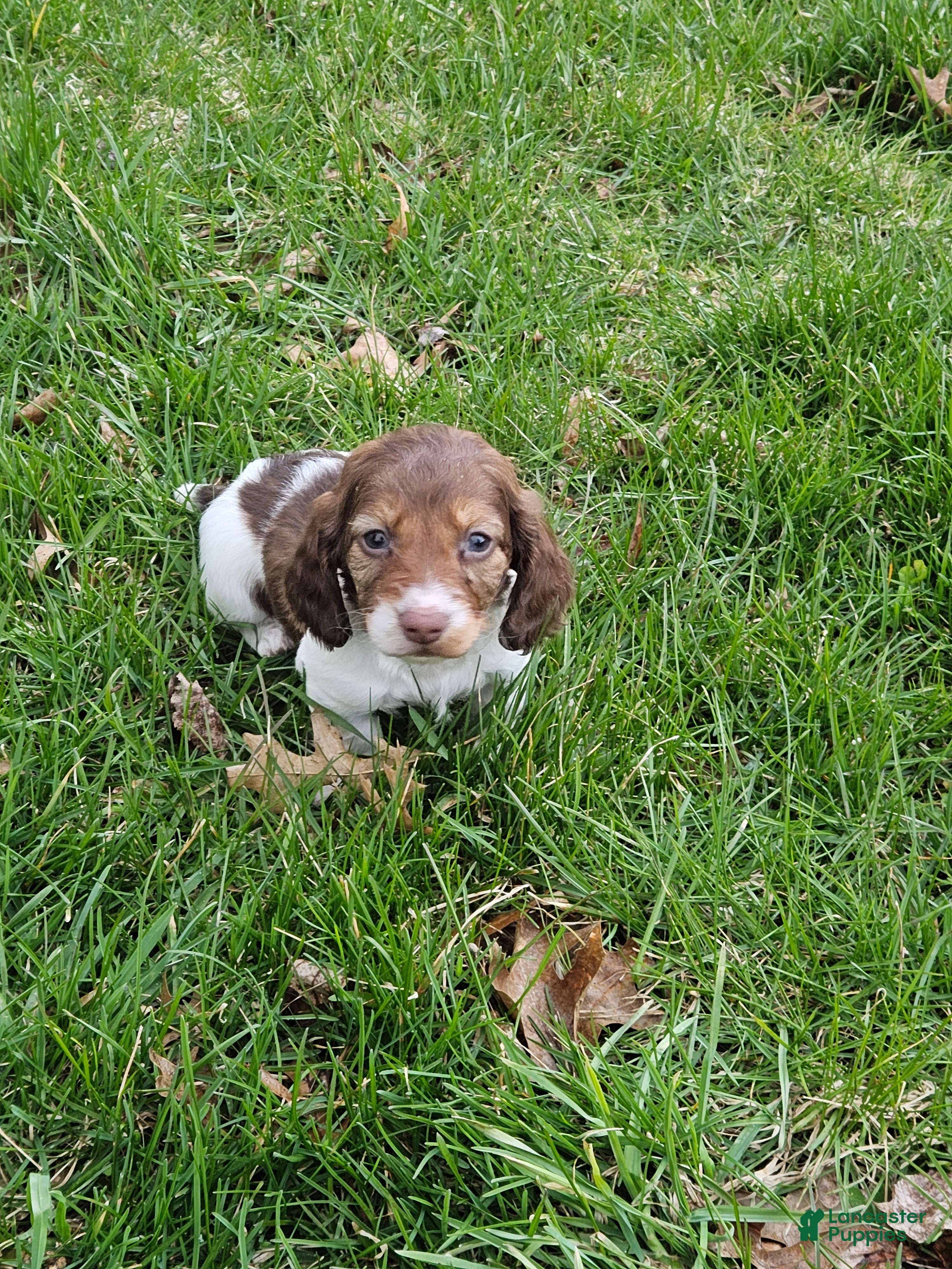 Miniature Dachshund dogs Willow - Ad 1